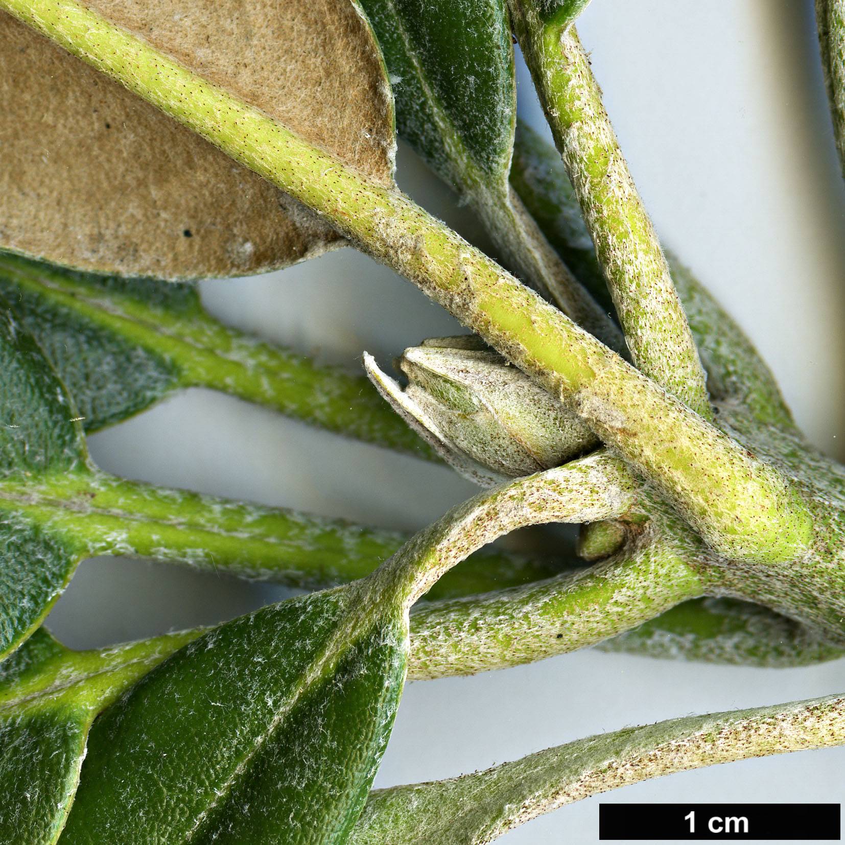 High resolution image: Family: Ericaceae - Genus: Rhododendron - Taxon: degronianum - SpeciesSub: subsp. heptamerum var. kyomaruense High resolution image: Family: Ericaceae - Genus: Rhododendron - Taxon: degronianum - SpeciesSub: subsp. heptamerum var. kyomaruense
